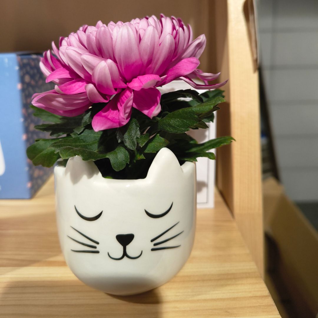 mini kattepotte med liten plante